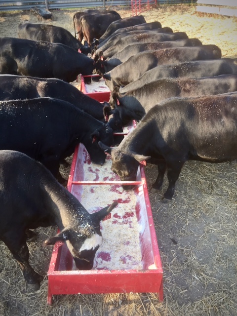 Pasture Feed Bunk